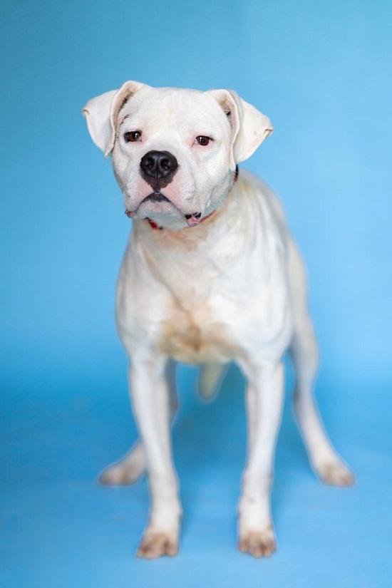 Enlarge SNOWMAN, an adopted Mixed Breed in Pegram, TN image 5/5
