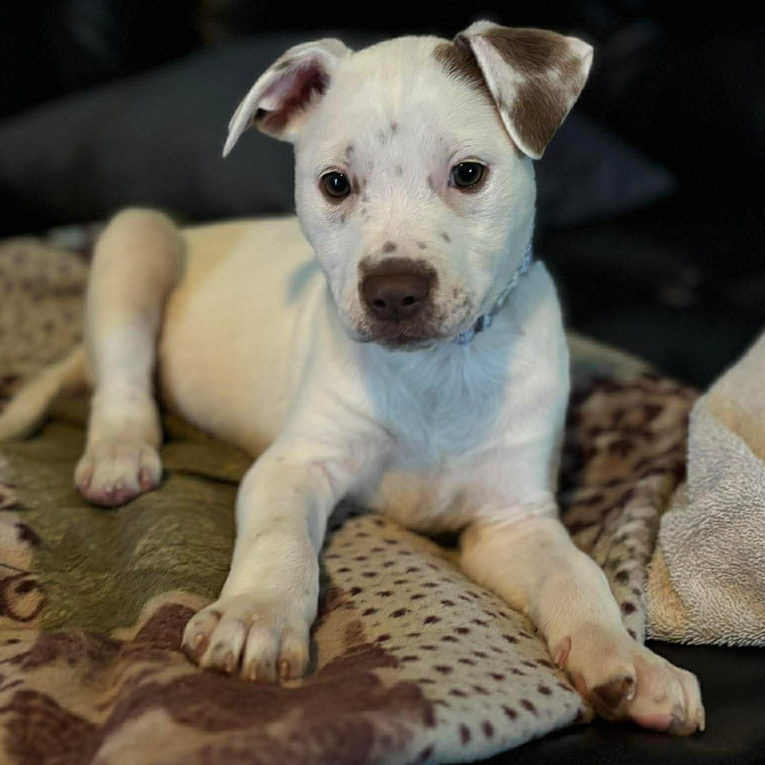 Enlarge Loretta, an adopted mixed breed in Geneseo , IL image 2/2