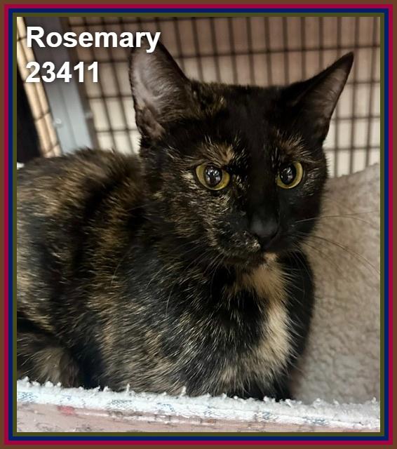 Enlarge ROSEMARY (see also DILL, THYME, and MINT), a Adoptable mixed breed in Marietta, GA image 3/5