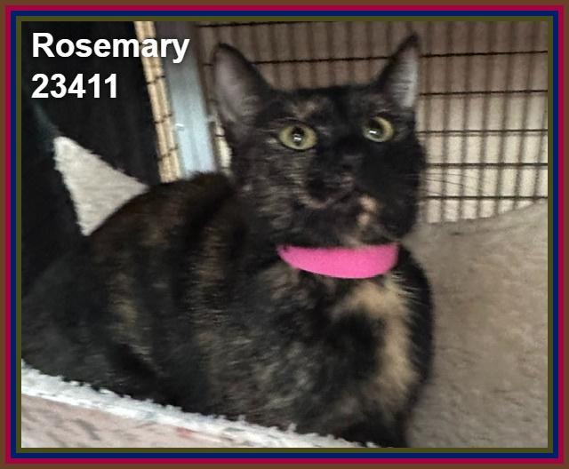 Enlarge ROSEMARY (see also DILL, THYME, and MINT), a Adoptable mixed breed in Marietta, GA image 4/5