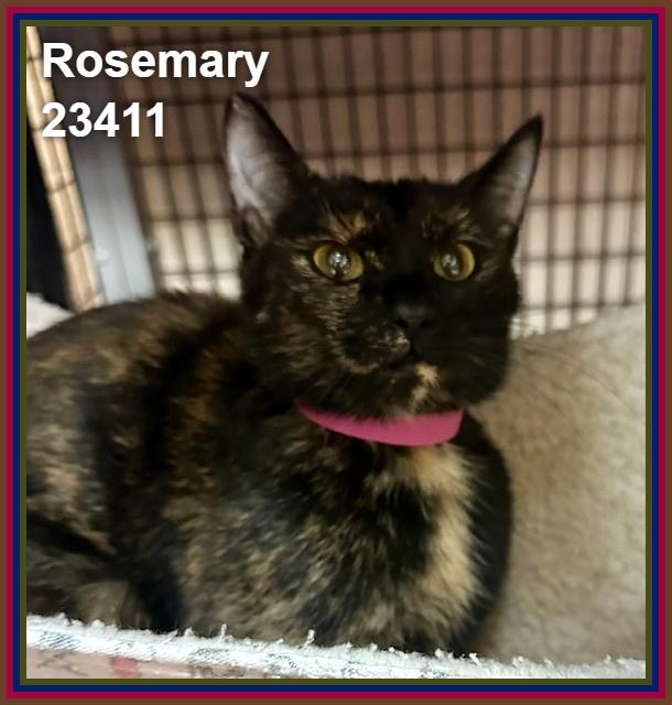 Enlarge ROSEMARY (see also DILL, THYME, and MINT), a Adoptable mixed breed in Marietta, GA image 5/5