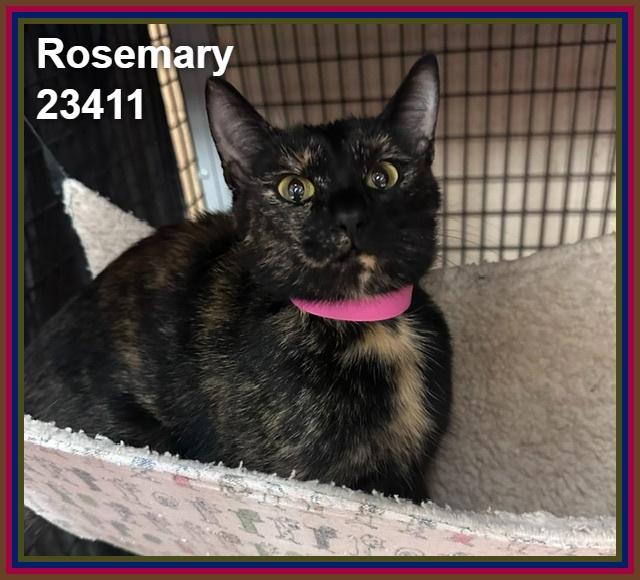 ROSEMARY (see also DILL, THYME, and MINT), Adoptable, Adult Female Domestic Short Hair & Tortoiseshell.