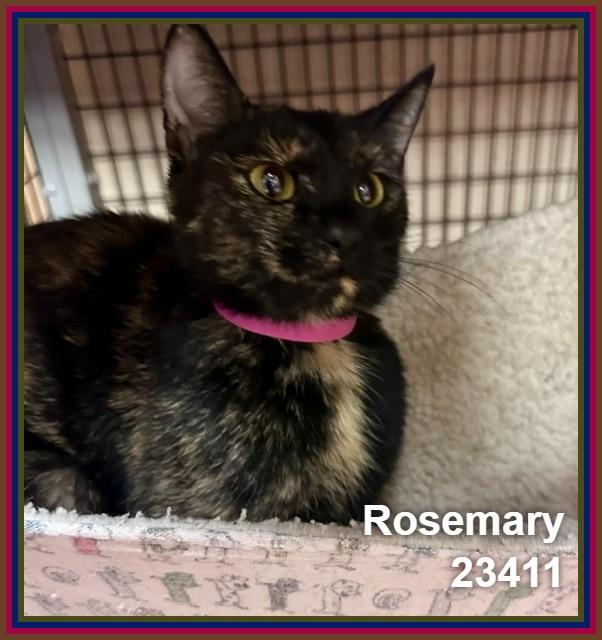 Enlarge ROSEMARY (see also DILL, THYME, and MINT), a Adoptable mixed breed in Marietta, GA image 2/5