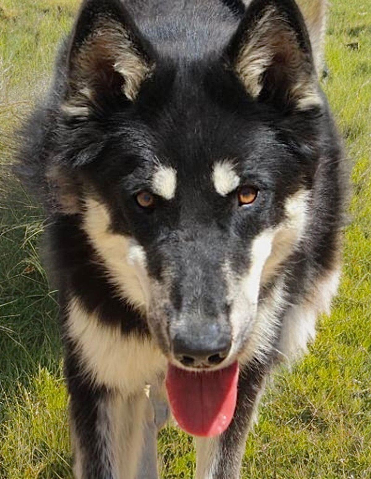 Kodack, Adoptable, Adult Male Husky.