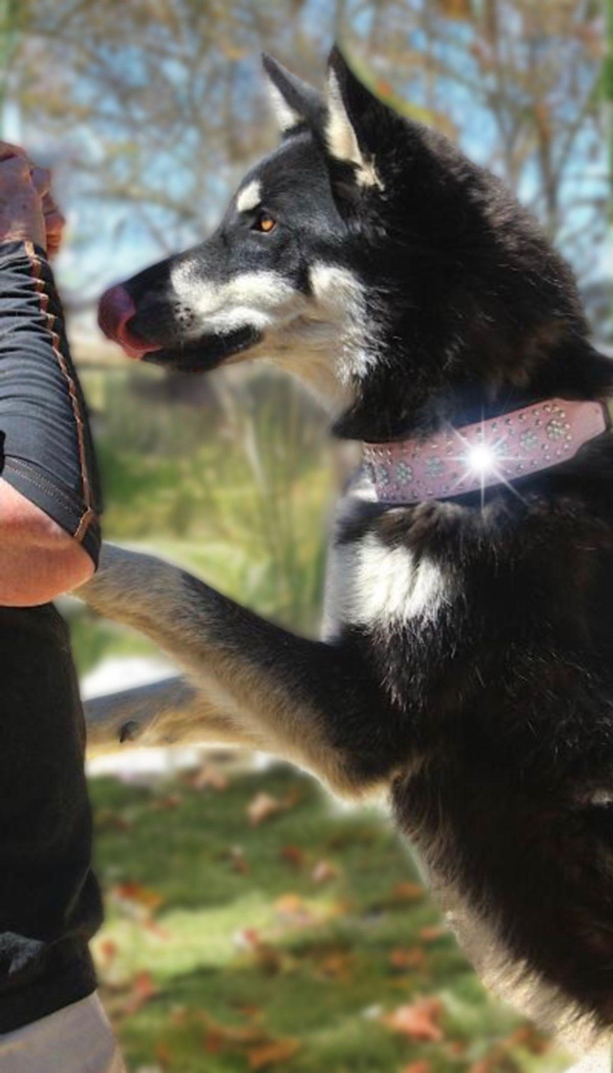Kodack, a Adoptable Husky in Kingman, AZ image 3/3
