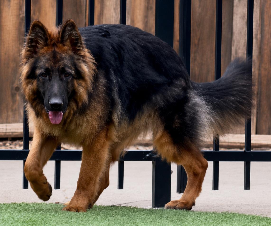 Enlarge Kiba, a ADOPTABLE German Shepherd Dog in Dallas, TX image 1/6