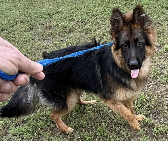Enlarge Kiba, a ADOPTABLE German Shepherd Dog in Dallas, TX image 5/6