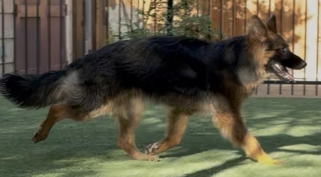 Enlarge Kiba, a ADOPTABLE German Shepherd Dog in Dallas, TX image 6/6