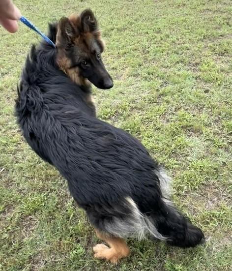 Enlarge Kiba, a ADOPTABLE German Shepherd Dog in Dallas, TX image 2/6