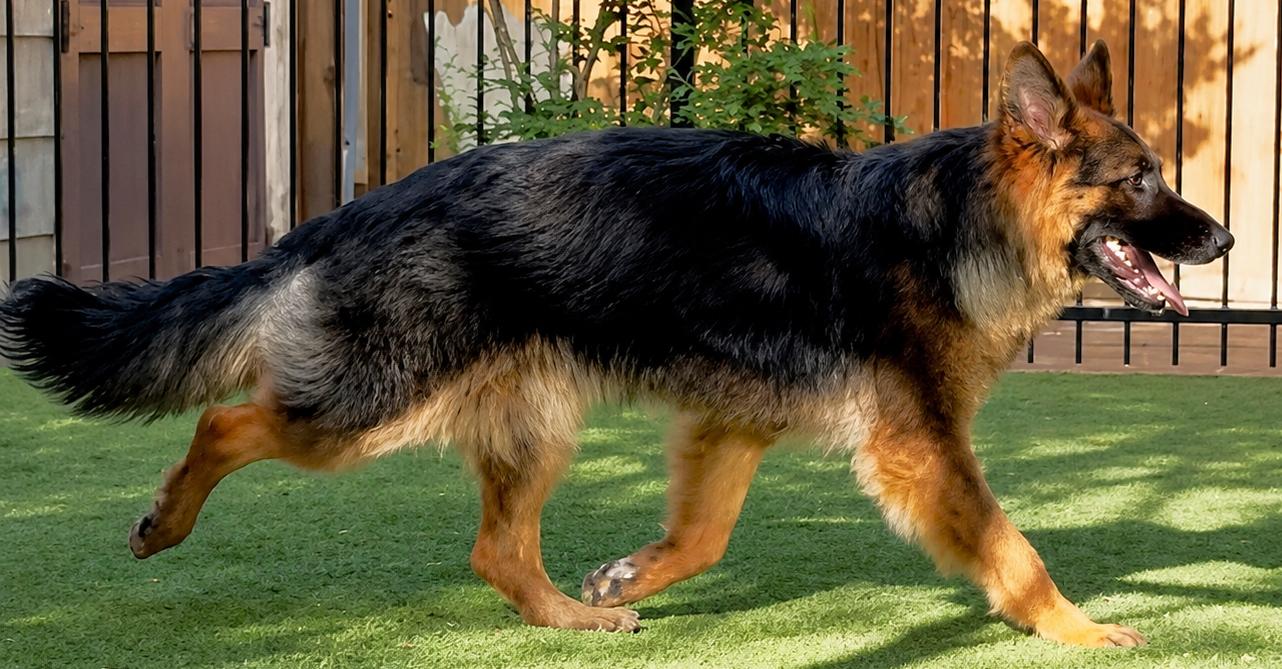 Enlarge Kiba, a ADOPTABLE German Shepherd Dog in Dallas, TX image 3/6