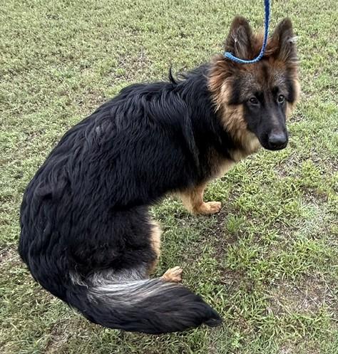Enlarge Kiba, a ADOPTABLE German Shepherd Dog in Dallas, TX image 4/6