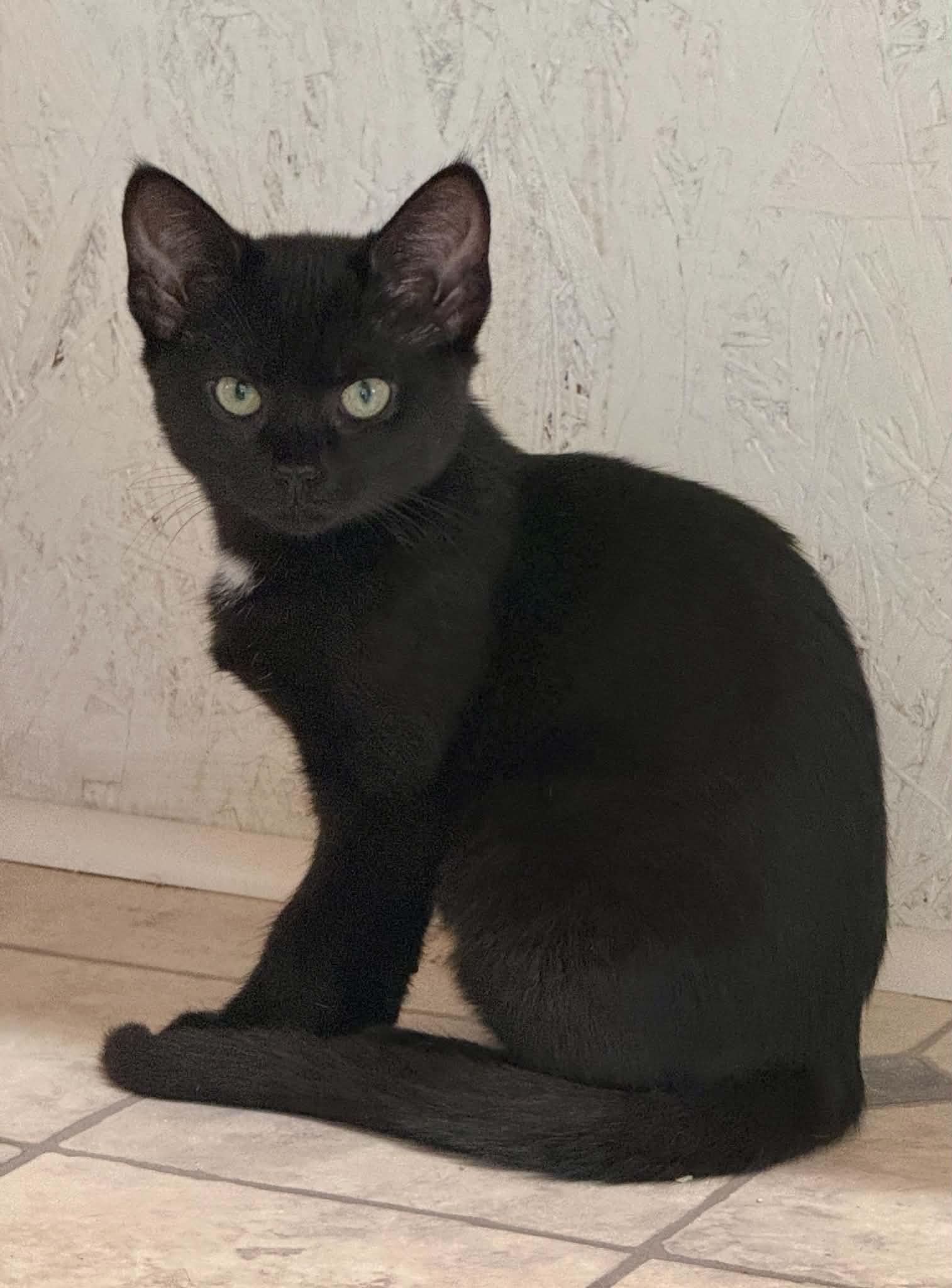 Enlarge Greta, a Adoptable Domestic Short Hair in Talbott, TN image 2/5