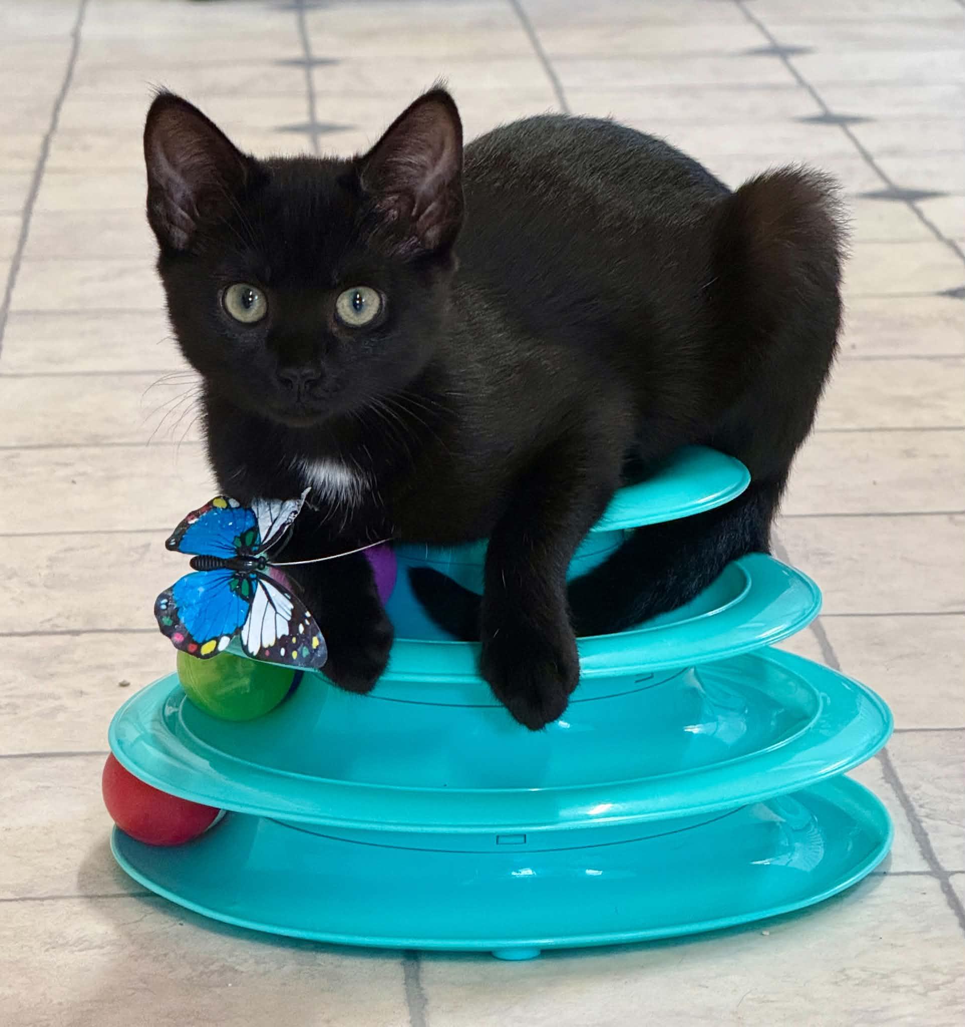 Greta, Adoptable, Young Female Domestic Short Hair.