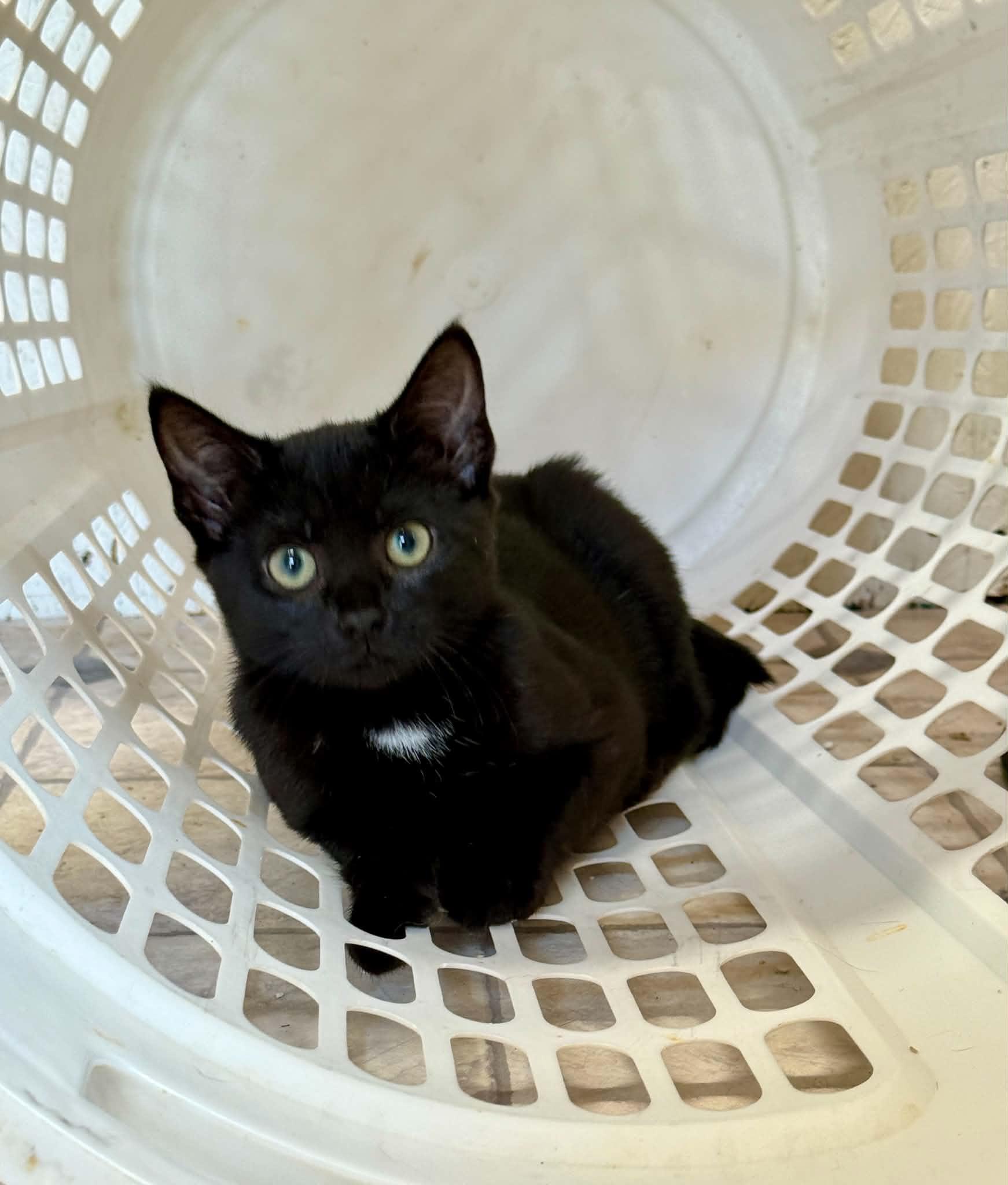 Enlarge Greta, a Adoptable Domestic Short Hair in Talbott, TN image 4/5