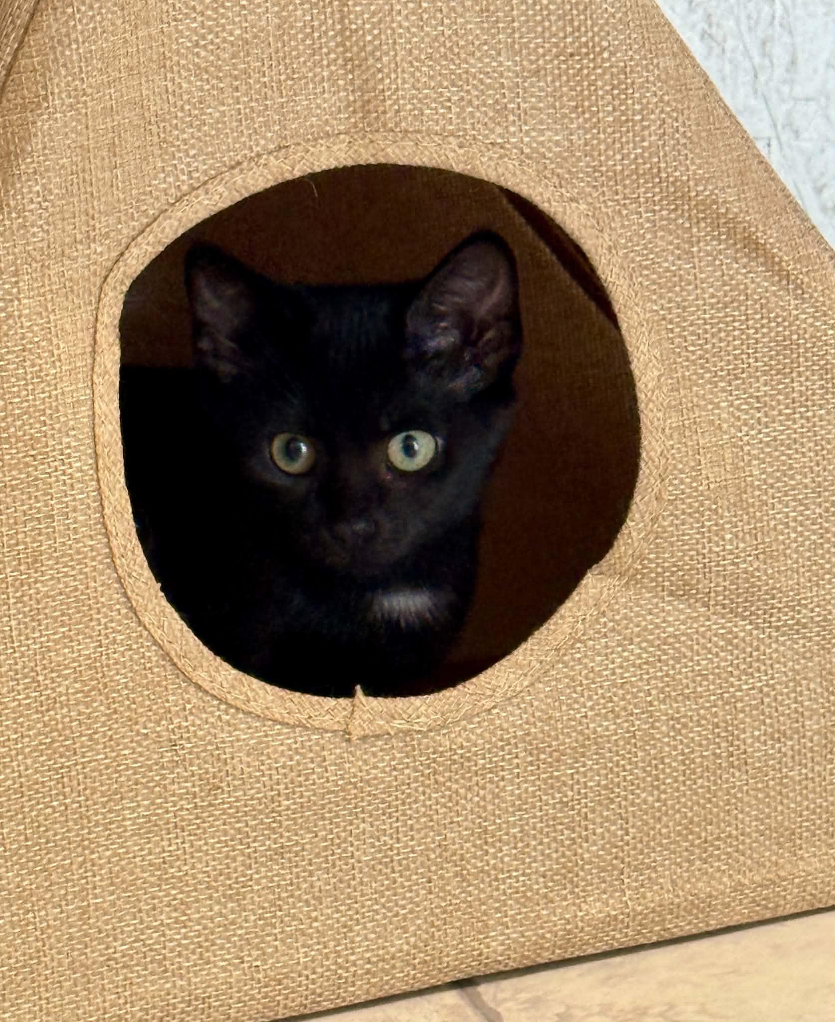 Enlarge Greta, a Adoptable Domestic Short Hair in Talbott, TN image 3/5