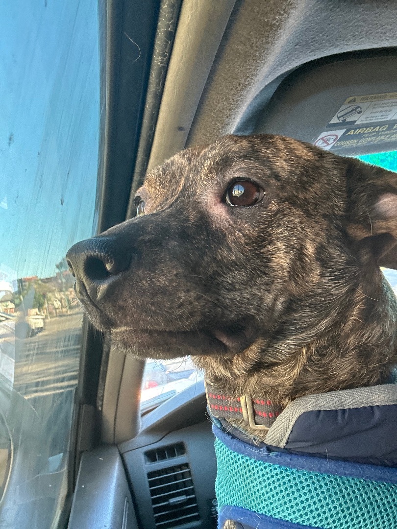 Enlarge Rambo, a Adoptable mixed breed in Claremont, CA image 1/2