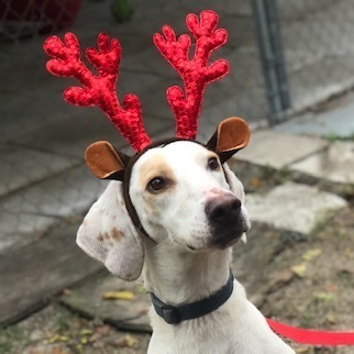 Enlarge Stella, a Adoptable Hound in Jacksonville, FL image 2/6