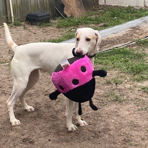 Enlarge Stella, a Adoptable Hound in Jacksonville, FL image 4/6