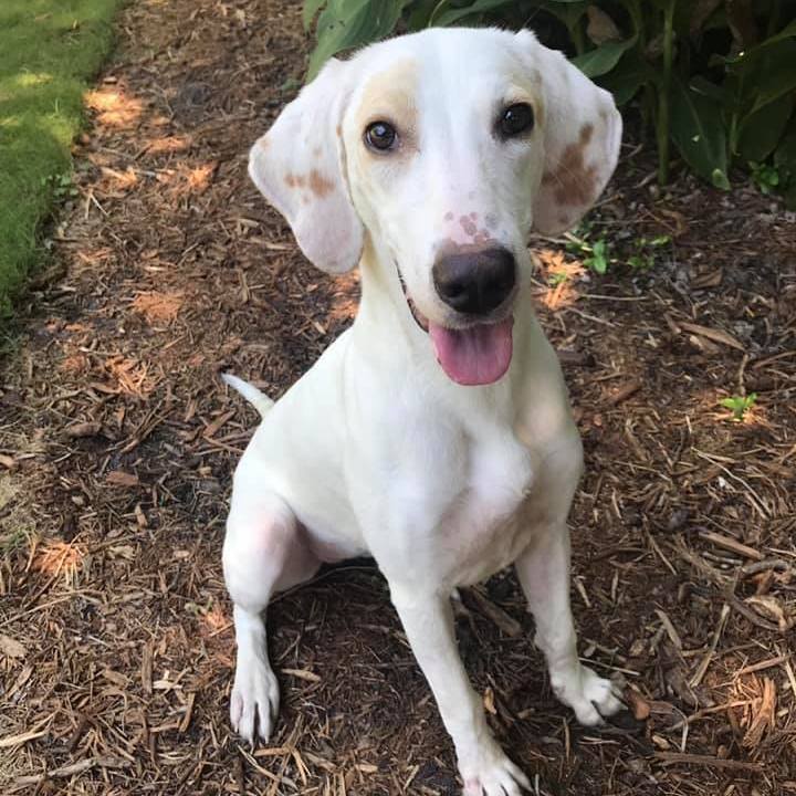 Stella, Adult Female unknown