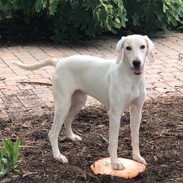 Enlarge Stella, a Adoptable Hound in Jacksonville, FL image 6/6