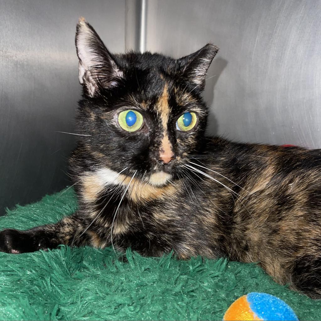 Enlarge Missy, a Adoptable mixed breed in Titusville, FL image 1/2