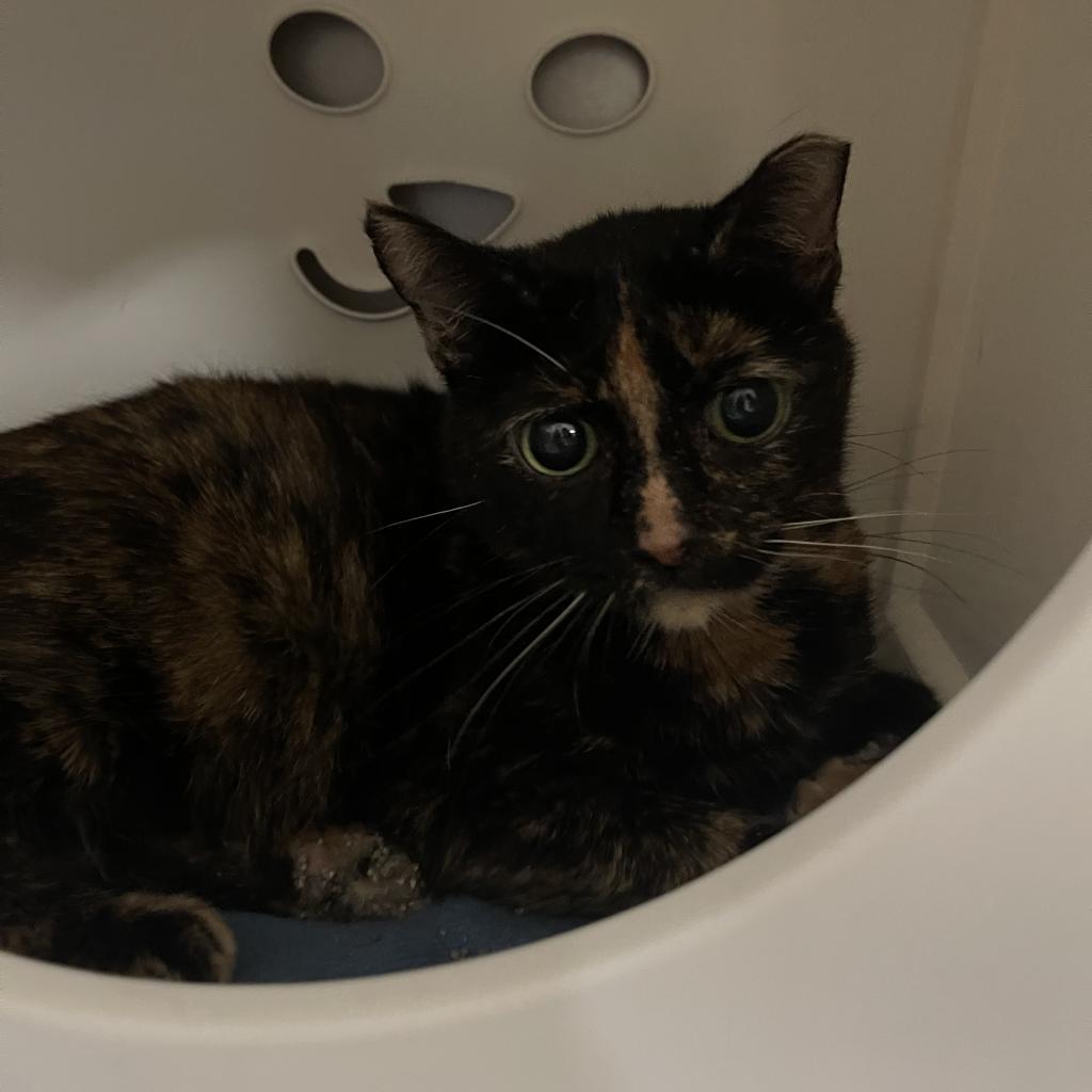 Enlarge Missy, a Adoptable mixed breed in Titusville, FL image 2/2