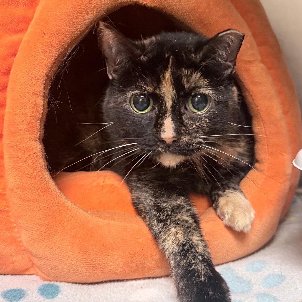 Enlarge Missy, a Adoptable mixed breed in Titusville, FL image 3/5