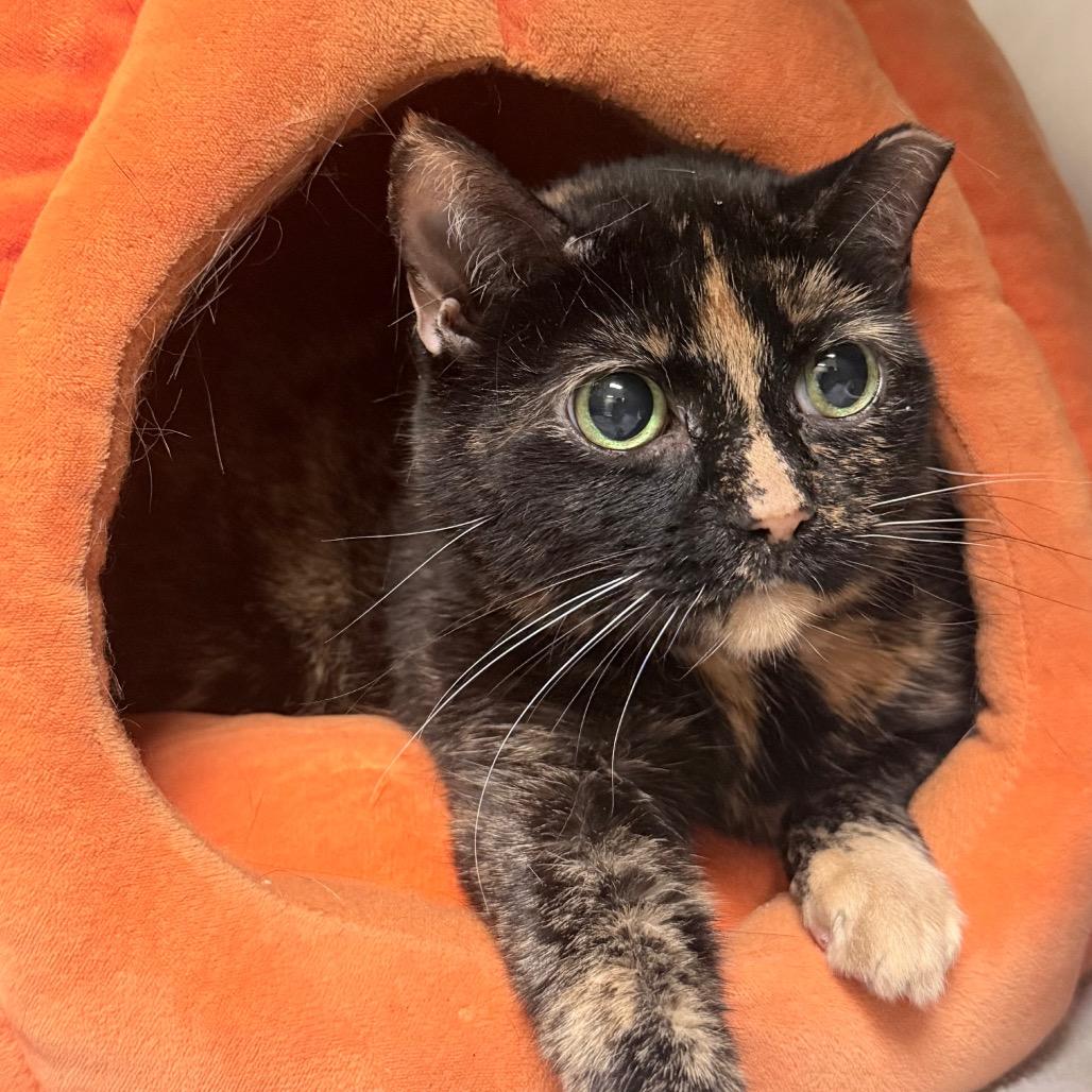 Enlarge Missy, a Adoptable mixed breed in Titusville, FL image 4/5