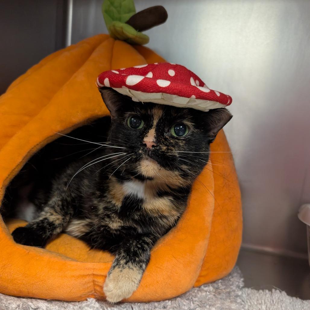 Enlarge Missy, a Adoptable mixed breed in Titusville, FL image 5/5