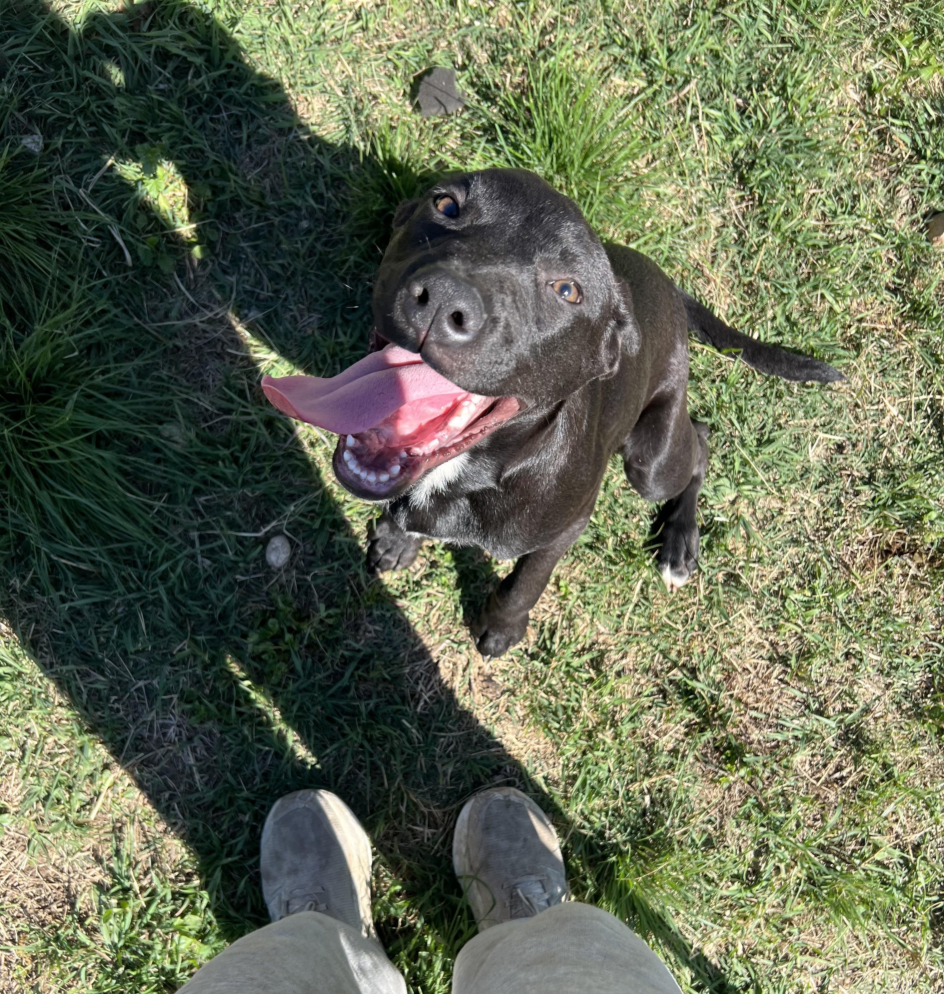 Moose, adopted, Puppy Male Labrador Retriever & American Staffordshire Terrier.