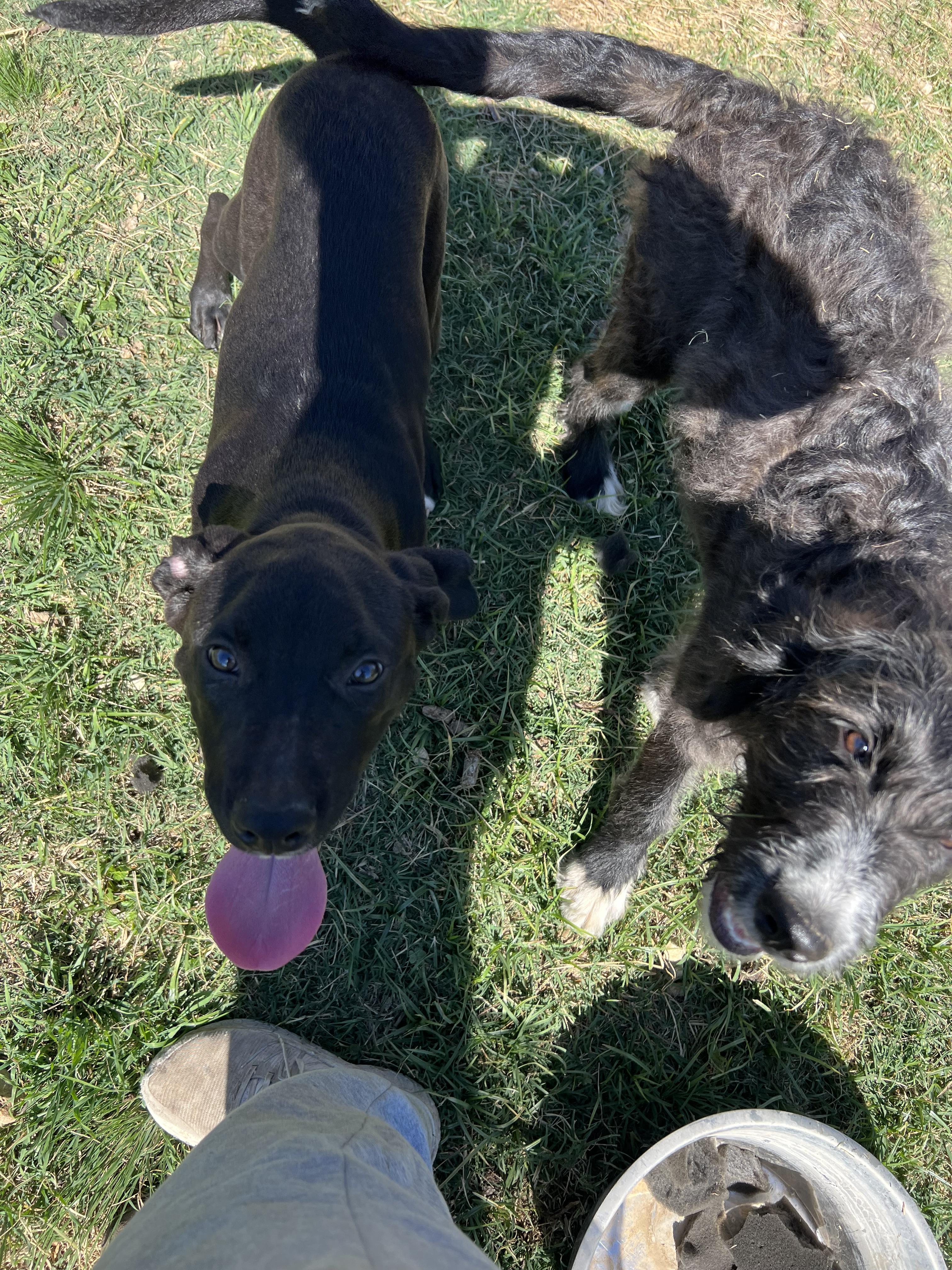 Enlarge Moose, an adopted mixed breed in San Antonio, TX image 3/4