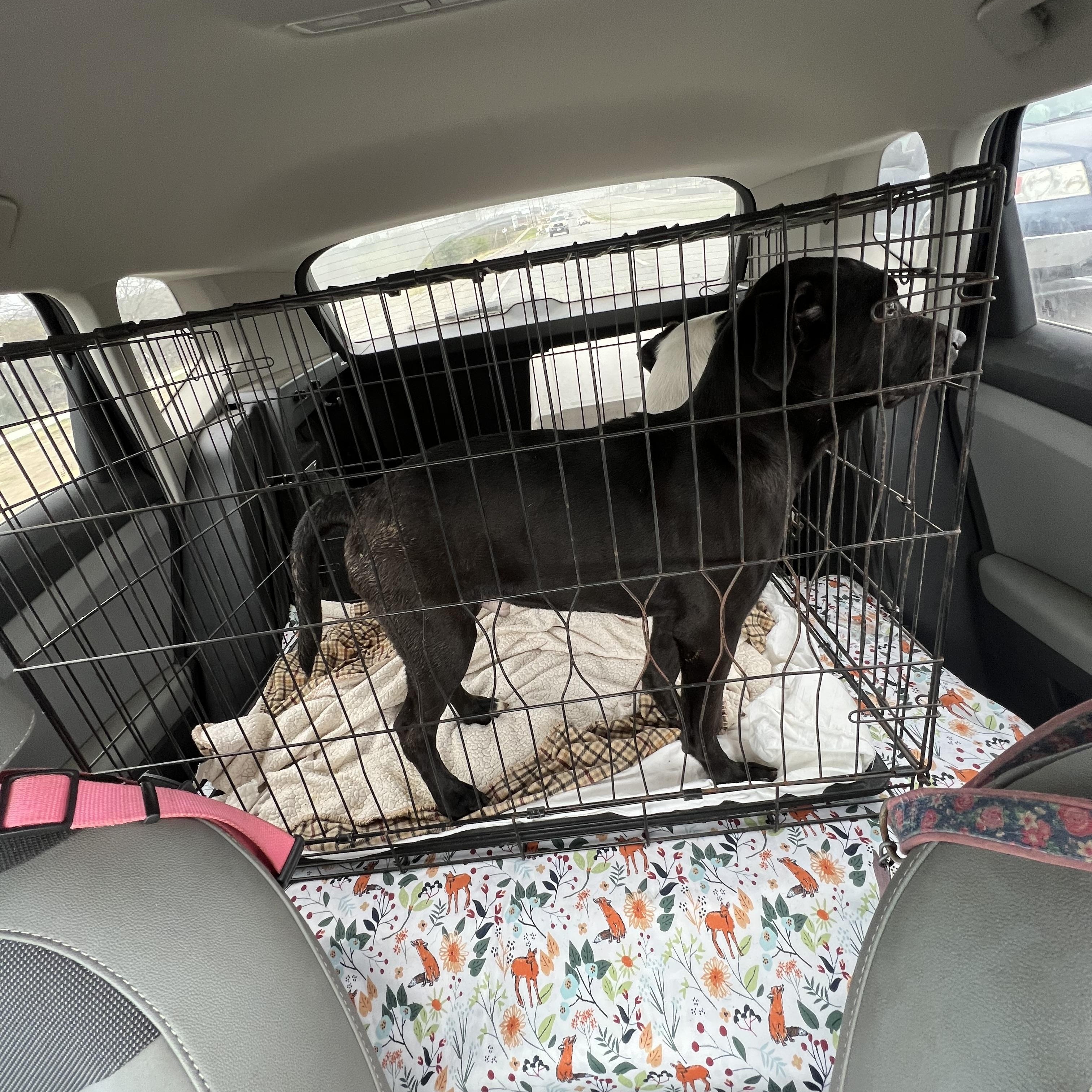 Moose, ADOPTABLE, Puppy Male Labrador Retriever & Great Dane.