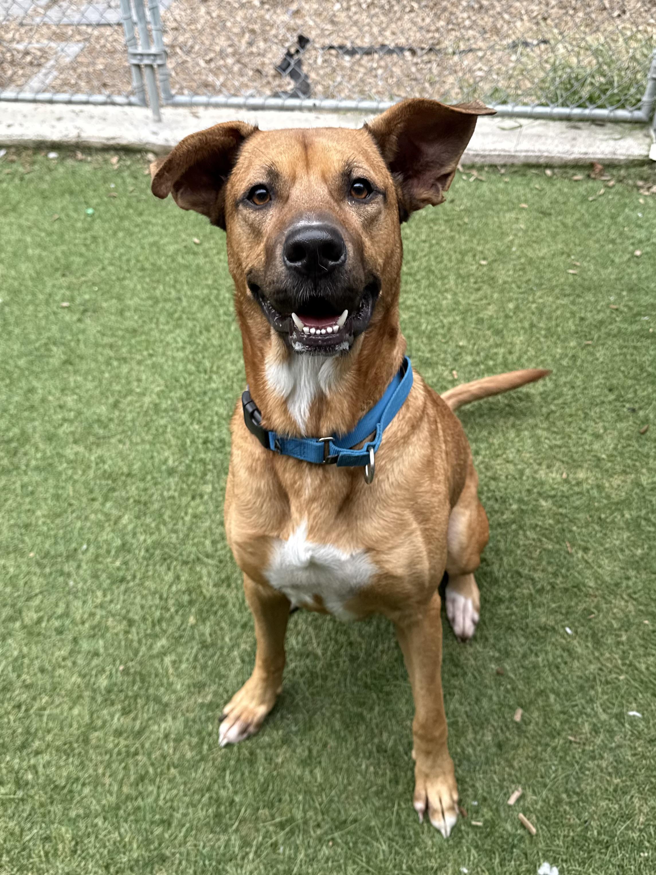 Enlarge Scotch, a ADOPTABLE mixed breed in Sudbury, MA image 2/2