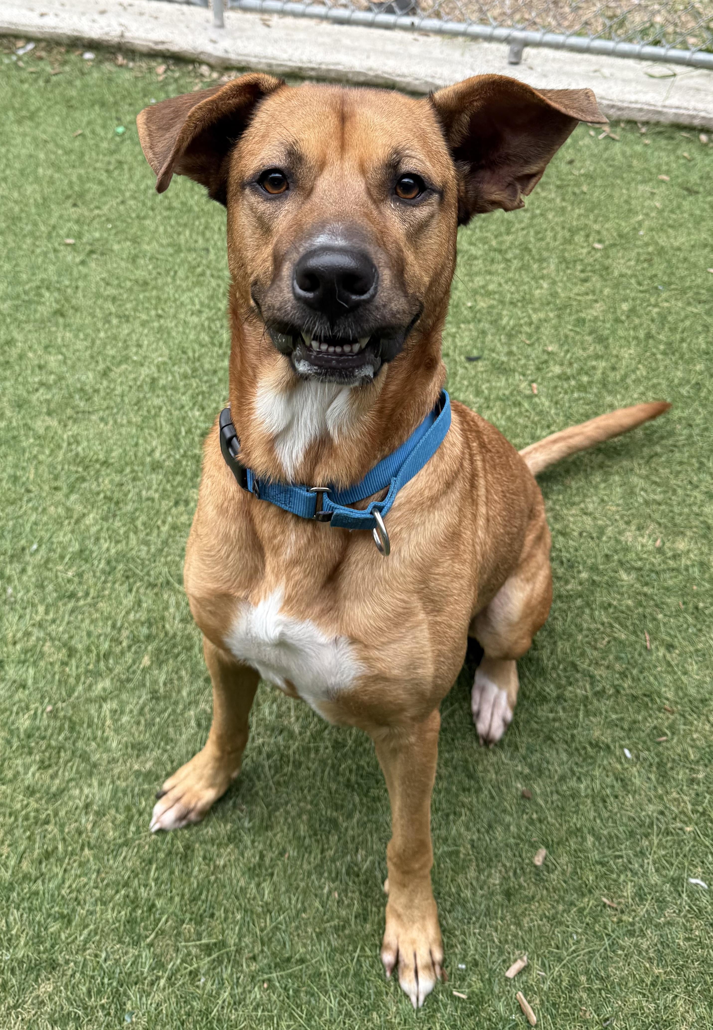 Enlarge Scotch, a ADOPTABLE mixed breed in Sudbury, MA image 1/2