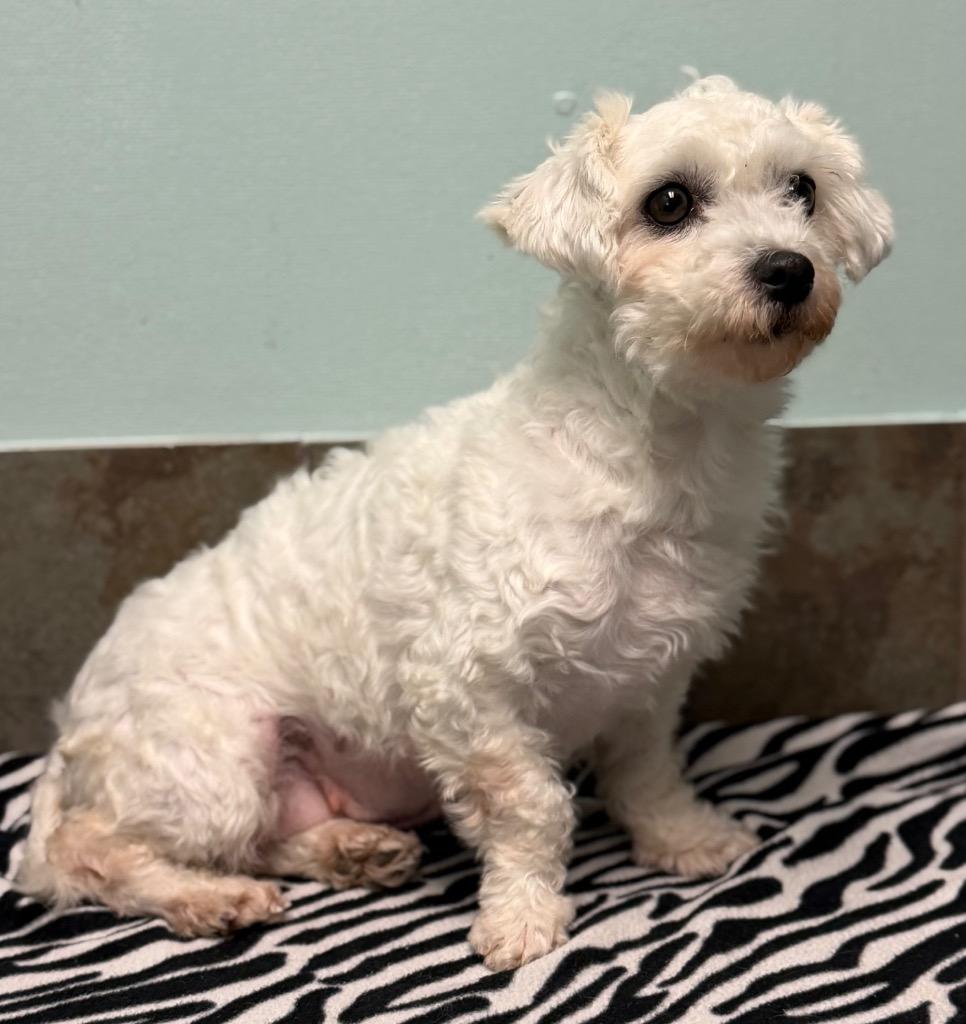 Heidi, ADOPTABLE, Adult Female Maltese & Poodle.