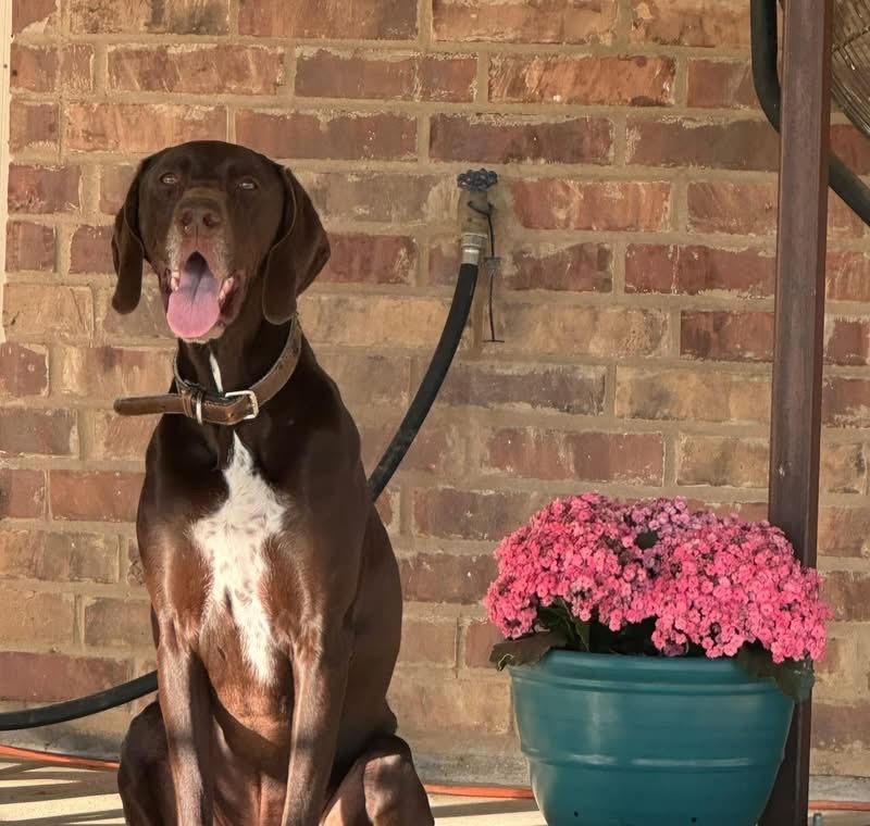 Enlarge CHARLIE-Completely Charming, a Adoptable German Shorthaired Pointer in Georgetown, TX image 3/6