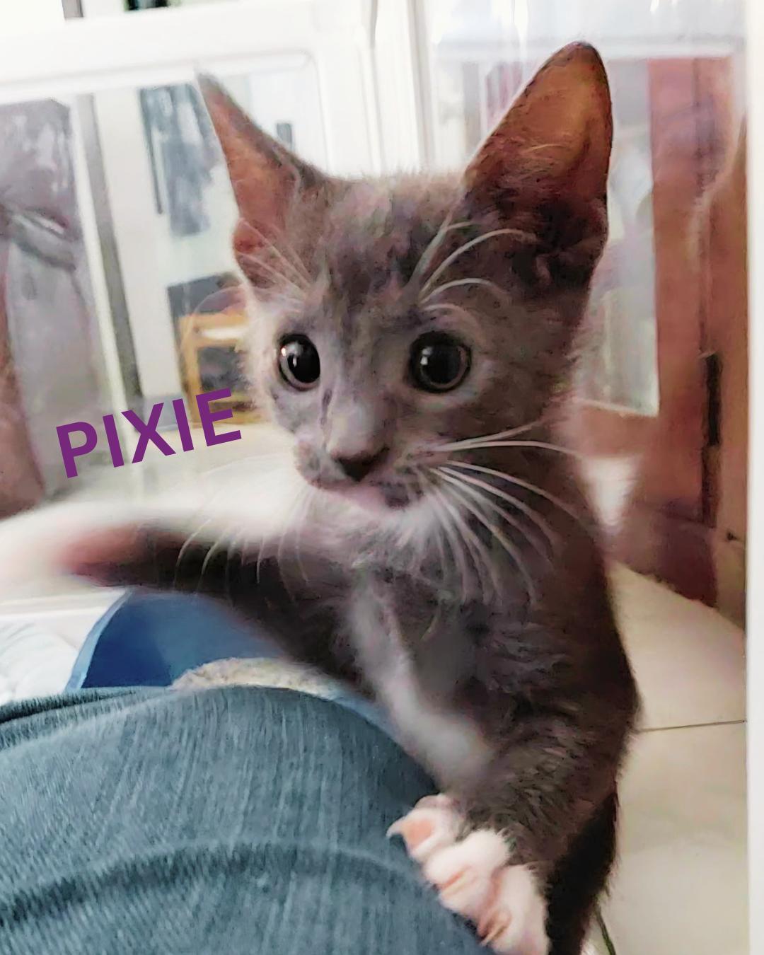 PIXIE, Adoptable, Kitten Female Domestic Short Hair.
