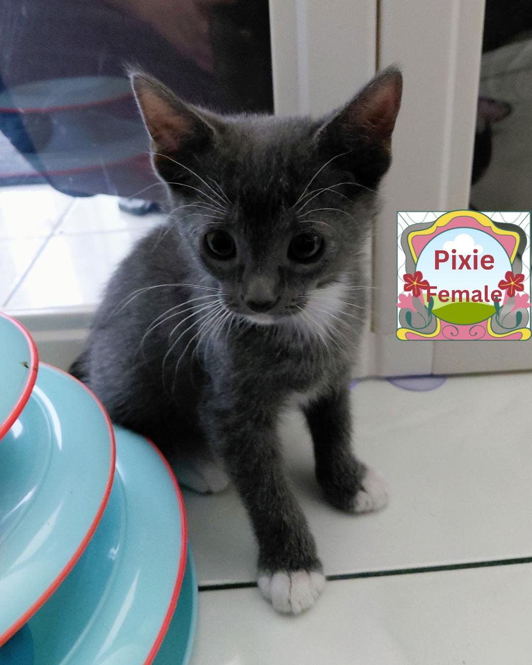 Enlarge PIXIE, a Adoptable Domestic Short Hair in Largo, FL image 2/2