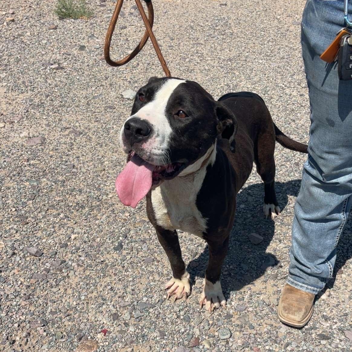 Sarge, ADOPTABLE, Adult Male Pit Bull Terrier.