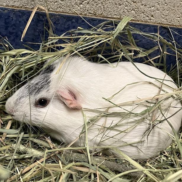 Enlarge Chanel, a Adoptable Guinea Pig in DeKalb, IL image 1/1