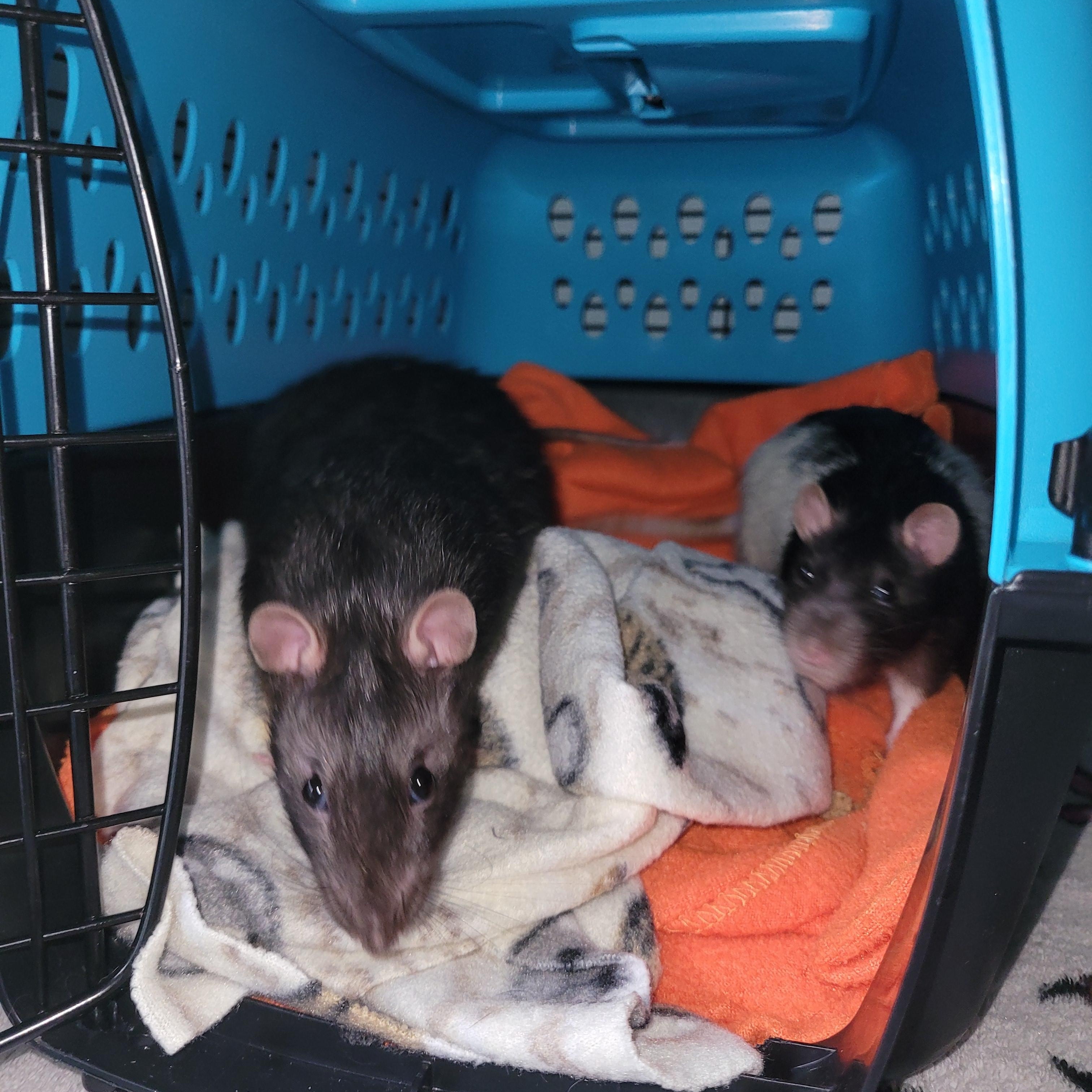 Enlarge Typhoon & Thunderstorm, a Adoptable Rat in Saint Paul, MN image 6/6