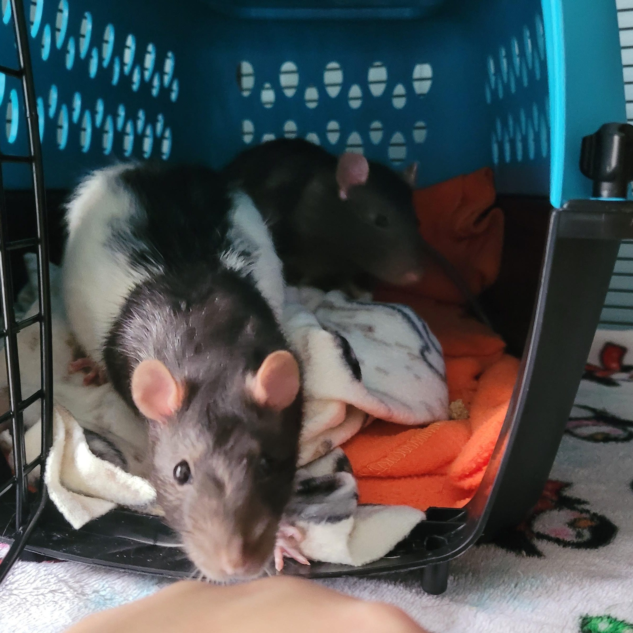 Enlarge Typhoon & Thunderstorm, a Adoptable Rat in Saint Paul, MN image 4/6