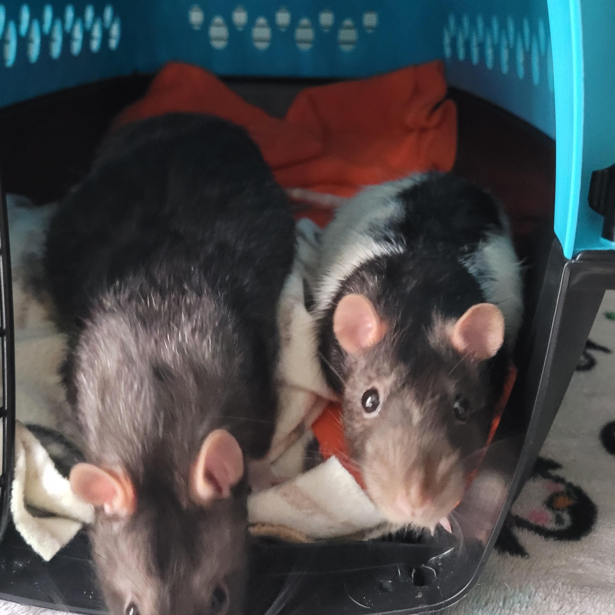 Enlarge Typhoon & Thunderstorm, a Adoptable Rat in Saint Paul, MN image 3/6