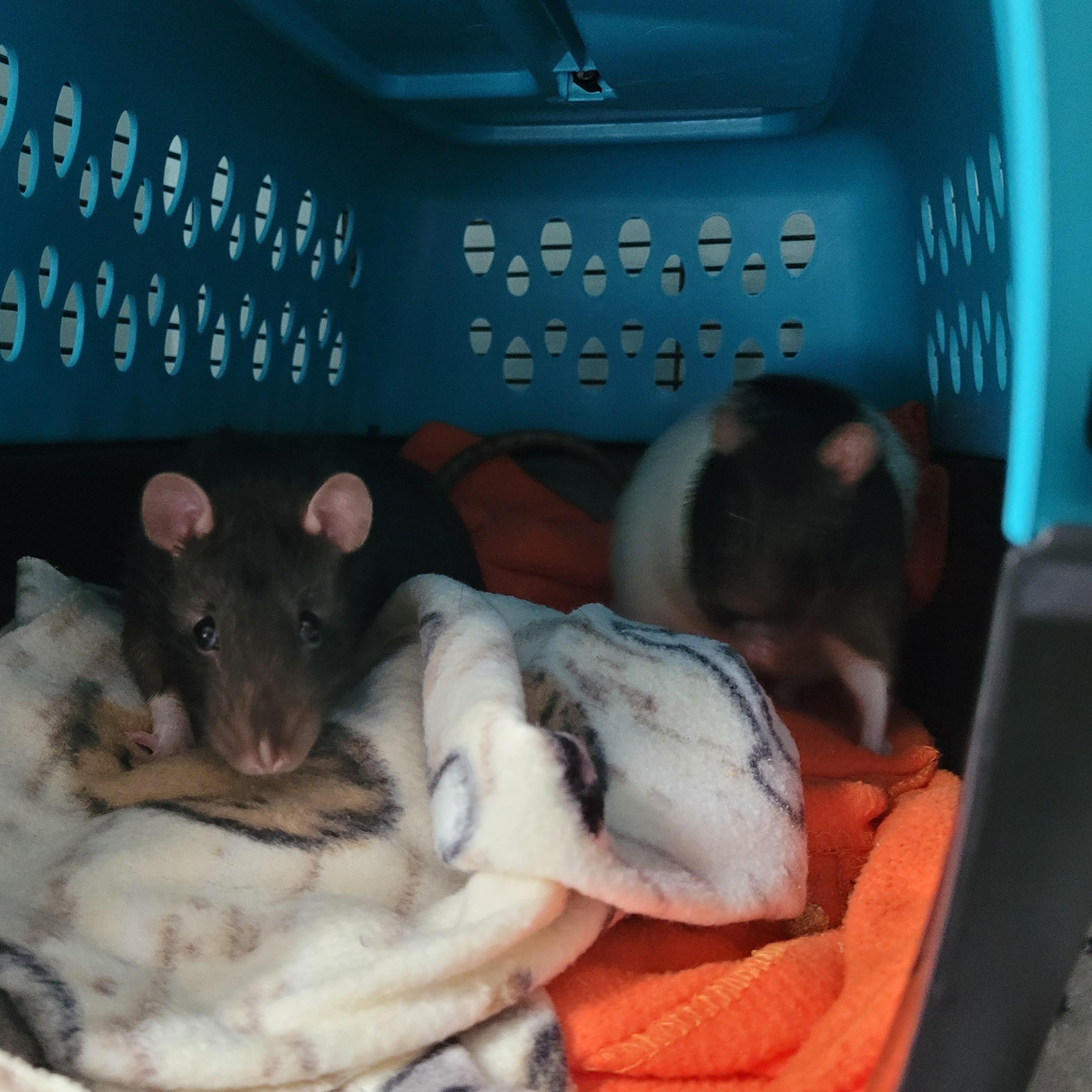 Enlarge Typhoon & Thunderstorm, a Adoptable Rat in Saint Paul, MN image 5/6