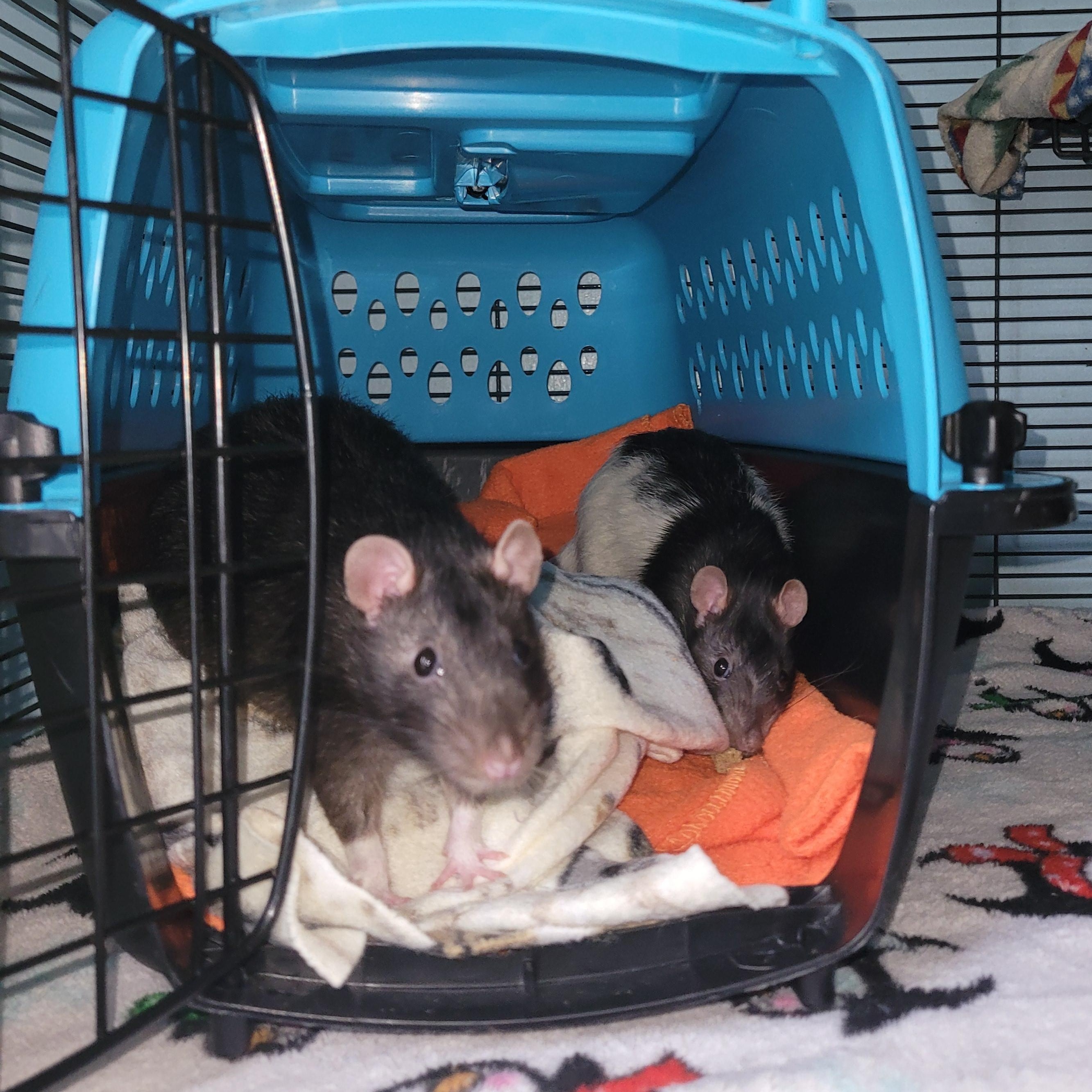Typhoon & Thunderstorm, Adoptable, Adult Male Rat.