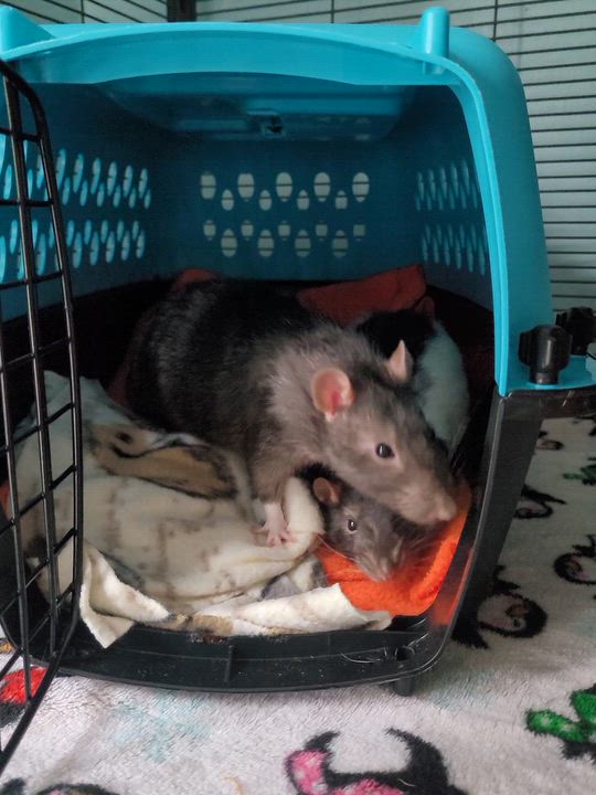 Enlarge Typhoon & Thunderstorm, a Adoptable Rat in Saint Paul, MN video 2/6