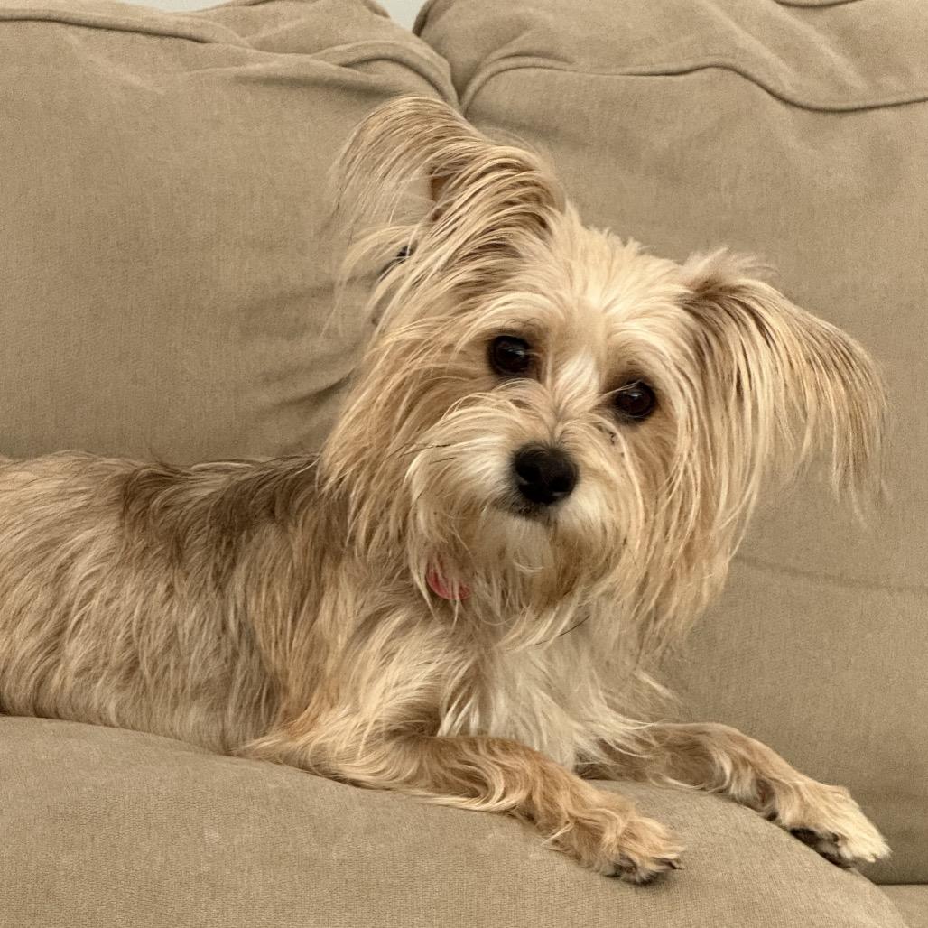 Layla, Adoptable, Adult Female Yorkshire Terrier & Mixed Breed.