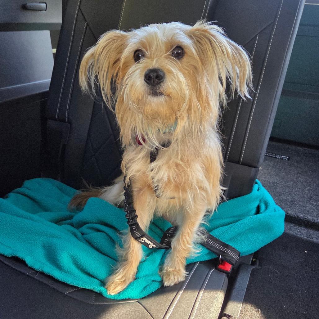 Layla, a Adoptable mixed breed in Potomac, MD image 2/4