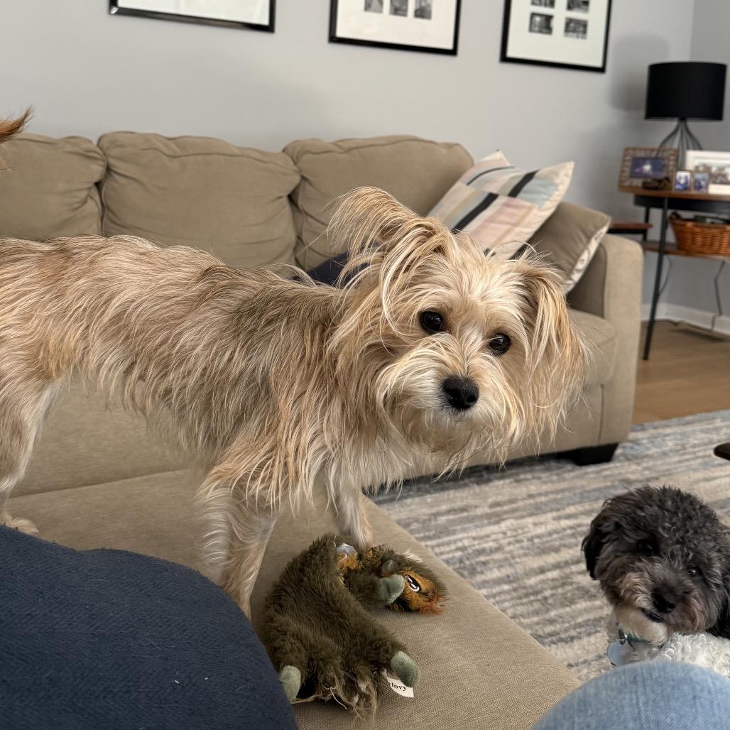 Layla, a Adoptable mixed breed in Potomac, MD image 4/4