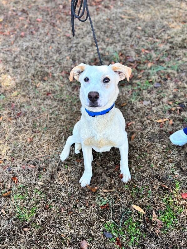 Henry, Adoptable, Adult Male Labrador Retriever & Mixed Breed.